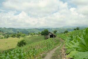 paesaggio tabacco e Mais campo quando asciutto stagione con blu cielo e nuvoloso vibrazioni. il foto è adatto per uso per giardino campo soddisfare media, natura manifesto e azienda agricola sfondo.