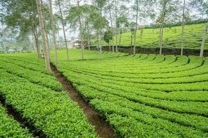 paesaggio di verde tè giardino su il superiore montagna con nuvoloso cielo. foto