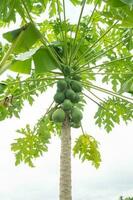 verde papaia frutta a il papaia albero con acerbo frutta nel il verdura giardino. il foto è adatto per uso per giardino sfondo , frutta botanico manifesto e soddisfare media.