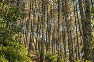 pino foresta quando primavera quello su il traccia per escursioni a piedi montagna. il foto è adatto per uso per avventura soddisfare media, natura manifesto e foresta sfondo.