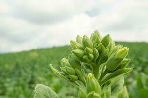 verde tabacco fiore germoglio quando primavera stagione su giardino campo. il foto è adatto per uso per giardino campo soddisfare media, natura manifesto e azienda agricola sfondo.