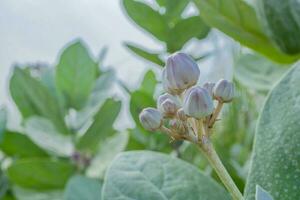 viola e viola fiore mini cuffie quando è fiorire a il primavera volta. il foto è adatto per uso per botanico fiore soddisfare media e natura sfondo.