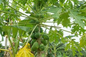 verde papaia frutta a il papaia albero con acerbo frutta nel il verdura giardino. il foto è adatto per uso per giardino sfondo , frutta botanico manifesto e soddisfare media.