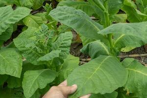 uomo hold tabacco fiore e foglia quando raccogliere stagione. il foto è adatto per uso per giardino campo soddisfare media, natura manifesto e azienda agricola sfondo.