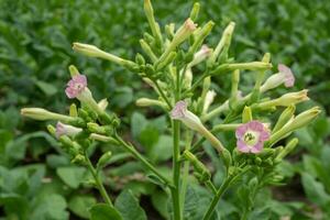 selvaggio rosa fiore e tabacco fiore quando è fiorire a il primavera tempo su giardino. il foto è adatto per uso per botanico fiore soddisfare media e natura sfondo.