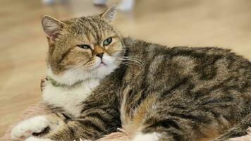 carino Scozzese piegare gatto con verde occhi addormentato felicemente a casa. cattivo animali domestici e malizioso domestico animali. foto