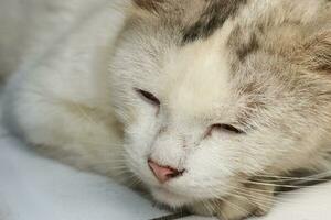 sporco bianca adulto gatto addormentato su il pavimento con piede su mento foto