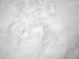 priorità bassa bianca di struttura della lana pulita. lana di pecora naturale chiara. cotone bianco senza cuciture. trama di soffice pelliccia per i designer. primo piano frammento di lana bianca.. foto