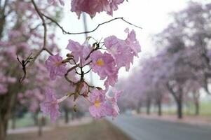 il rosa chompoo panthip è fioritura nel il parco. foto