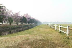 bellissimo rosa tromba albero nel il cavallo azienda agricola rurale primavera paesaggio foto