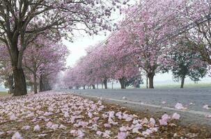 il rosa chompoo panthip è fioritura nel il parco. foto