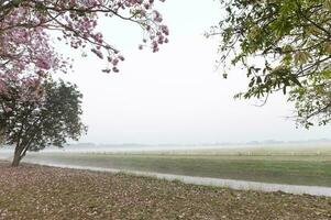 il rosa chompoo panthip è fioritura nel il parco. foto