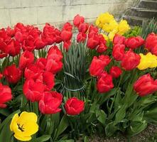 rosso e giallo tulipano giardini nel davanti di mio costruzione. uno giorno nel aprile 2023 foto