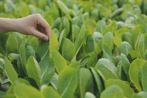 asiatico donna contadino utilizzando digitale tavoletta nel verdura giardino a serra, attività commerciale agricoltura tecnologia concetto, qualità inteligente contadino. foto