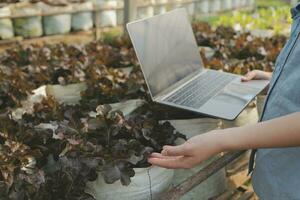 asiatico donna contadino utilizzando digitale tavoletta nel verdura giardino a serra, attività commerciale agricoltura tecnologia concetto, qualità inteligente contadino. foto