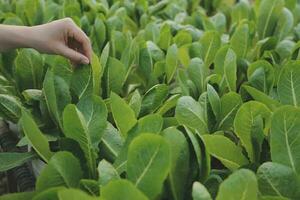 asiatico donna contadino utilizzando digitale tavoletta nel verdura giardino a serra, attività commerciale agricoltura tecnologia concetto, qualità inteligente contadino. foto