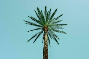 palma alberi con blu cielo sfondo, tropicale clima foto