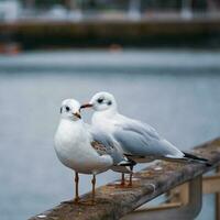 gabbiano perching su ringhiera nel il porto foto