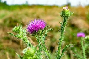 bellissimo in crescita fiore radice bardana cardo su sfondo prato foto