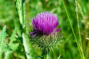 bellissimo in crescita fiore radice bardana cardo su sfondo prato foto