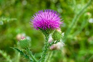 bellissimo in crescita fiore radice bardana cardo su sfondo prato foto