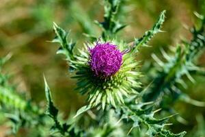 bellissimo in crescita fiore radice bardana cardo su sfondo prato foto