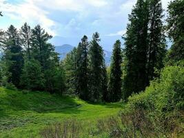 alberi nel foresta, thandiani abbottababd kpk foto