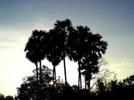 palme in natura foto