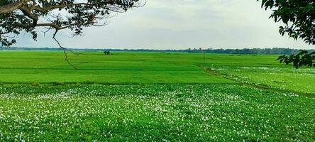 giacinto fiori e riso campo, naturale Visualizza di riso campo e verde albero, naturale Visualizza di riso campo e verde albero al di sopra di il lago potabile, paesaggio con erba e alberi, riso campo foto blu cielo