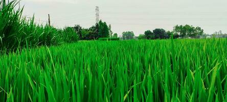verde riso campo nel il mattina, naturale Visualizza di riso campo e verde albero al di sopra di il lago potabile, paesaggio con erba e alberi, riso campo foto blu cielo