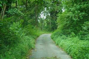 stretto strada attraverso verde foresta in direzione lungchok foto