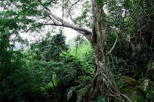 parco forestale della cascata di pha luang, amphoe si mueang mai, ubon ratchathani, thailandia foto