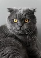simpatico gatto grigio