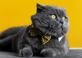 simpatico gatto grigio che indossa un papillon giallo