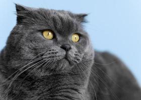 simpatico gatto grigio su sfondo blu