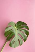 foglia di pianta monstera su sfondo rosa foto