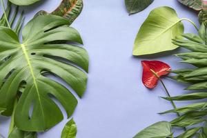 monstera e composizione di piante tropicali foto