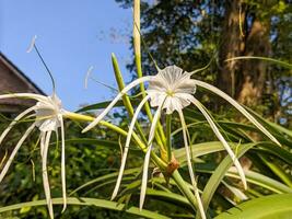 un' vicino su di imenocallis litorale fiore. anche conosciuto come il spiaggia ragno giglio. un' specie di pianta nel il amarillide famiglia amaryllidaceae foto