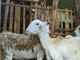 un' pecora o Ovis Ariete nel il penna nel blitar, Indonesia foto