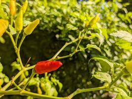 un' capsico frutescens o cabai rawit. ingredienti per speziato cibo foto