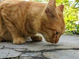 un' vicino su di felis catus o arancia gatto foto