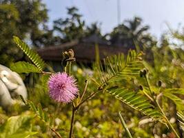 un' vicino su di mimosa pudica. anche chiamato sensibile pianta, assonnato pianta, azione pianta, toccare me non, o pianta della vergogna foto