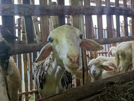 un' pecora o Ovis Ariete nel il penna nel blitar, Indonesia foto