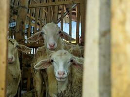 un' pecora o Ovis Ariete nel il penna nel blitar, Indonesia foto