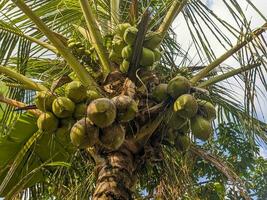 un' Noce di cocco o cocos nucifera frutta ancora sospeso su il albero. per frutta sfondo o sfondo foto