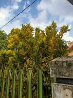 un' codiaeum variegato o fuoco crotone, giardino crotone, variegato croton e sin. croton variegato l. un' specie di pianta nel il genere codaio, quale è un' membro di il famiglia euphorbiaceae foto