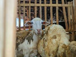 un' pecora o Ovis Ariete nel il penna nel blitar, Indonesia foto