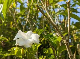 un' vicino su di tabernamontana divaricata fiore. anche chiamato come girandola fiore, crespo gelsomino, est India alloro, e di nero corona. per fiore sfondo o sfondo foto