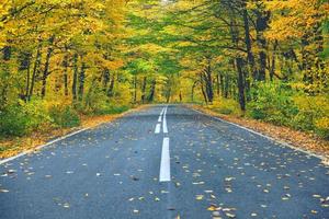 stretta strada tortuosa nella foresta di autunno giallo con foglie cadute sulla strada
