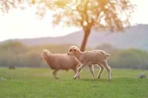 gregge di pecore sul prato verde primavera fresca durante l'alba foto